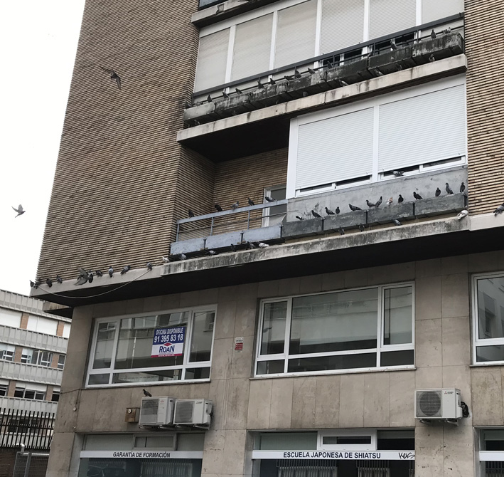 Problemas de palomas en una fachada de Madrid